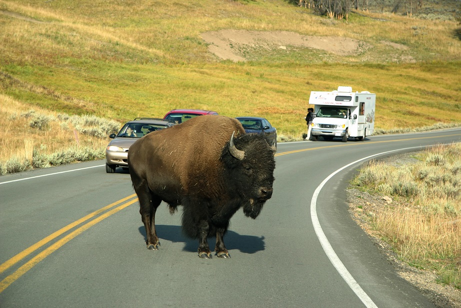 Wyoming_Yellowstone_Bison