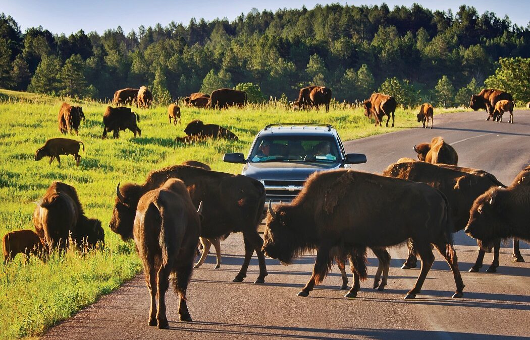 Buffalo Crossing Road_South Dakota